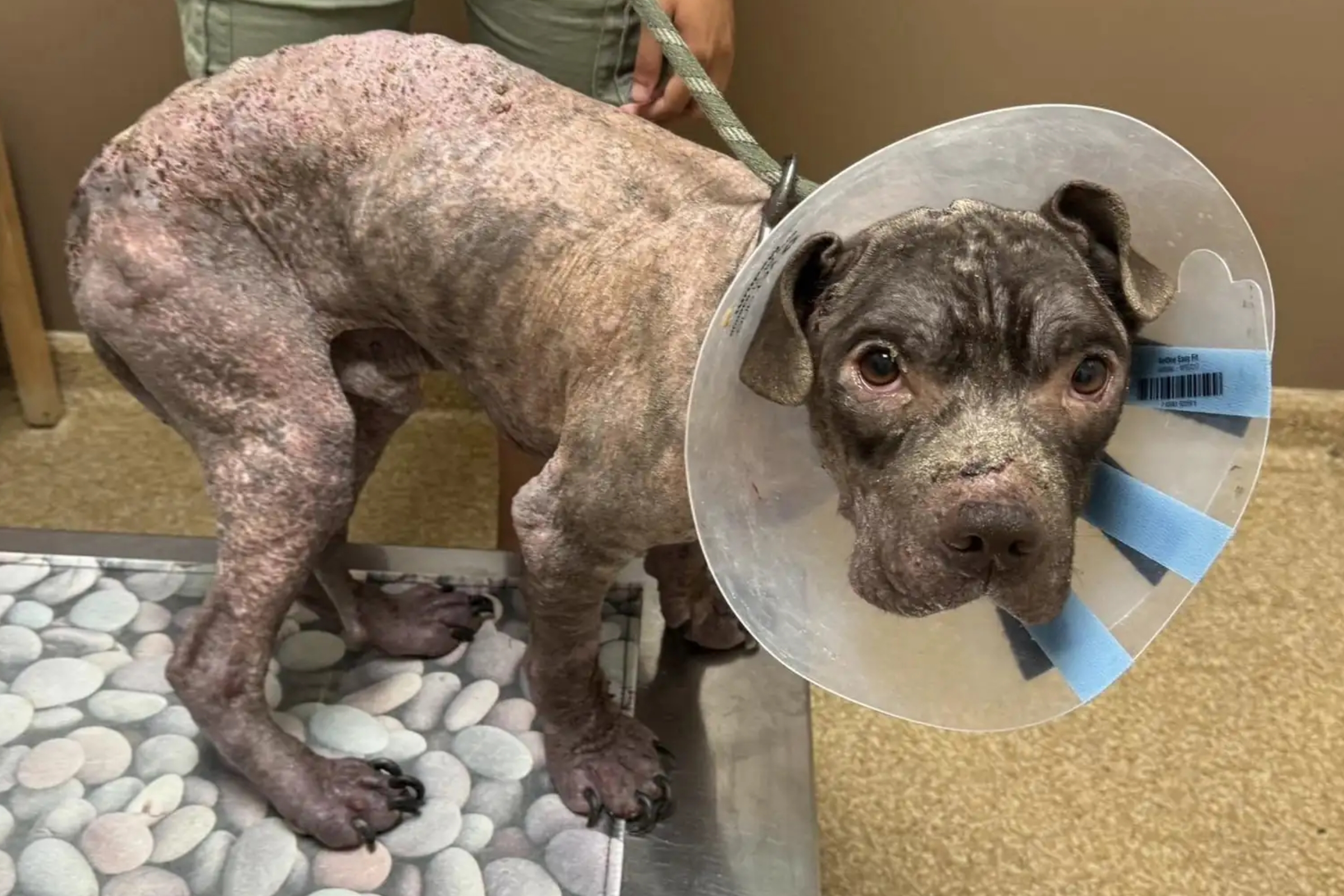 Cada doação salva vidas no Amor que Late